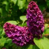 pl2000040245