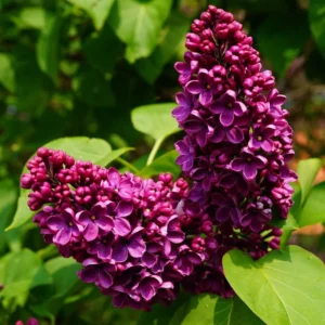 pl2000040245