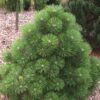 plant 26661 shoot 20190107212956