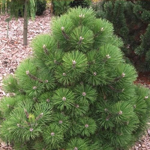 plant 26661 shoot 20190107212956 plant 26661 shoot 20190107212956