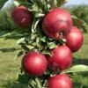 pol il Jablon kolumnowa Red Cats wydajna odmiana w doniczce 158755