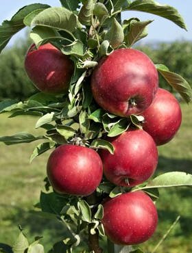 pol il Jablon kolumnowa Red Cats wydajna odmiana w doniczce 158755 pol il Jablon kolumnowa Red Cats wydajna odmiana w doniczce 158755