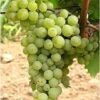 pol is Winorosl winogrona Porza 144142