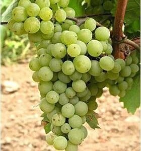 pol is Winorosl winogrona Porza 144142