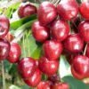 pol pl Czeresnia Vanda Prunus avium 7499 2
