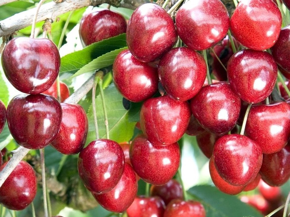 pol pl Czeresnia Vanda Prunus avium 7499 2 pol pl Czeresnia Vanda Prunus avium 7499 2