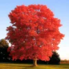 pol pl Dab czerwony Quercus rubra Mikoryza 115376 11