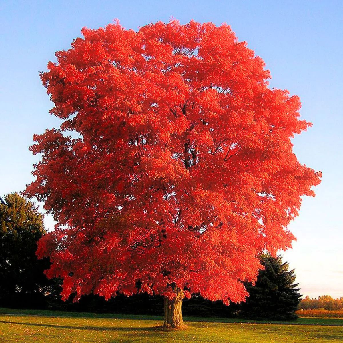 pol pl Dab czerwony Quercus rubra Mikoryza 115376 11 pol pl Dab czerwony Quercus rubra Mikoryza 115376 11