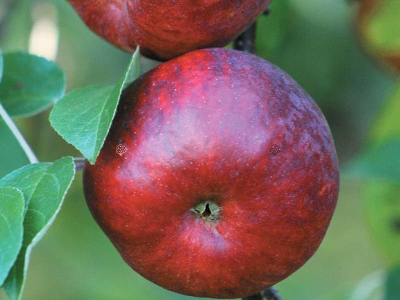 pol pl Jablon Novamac Malus domestica 12018 2 pol pl Jablon Novamac Malus domestica 12018 2