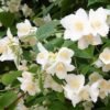 pol pl Jasminowiec wonny Philadelphus coronarius 14305 2
