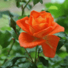 pol pl Roza wielkokwiatowa POMARANCZOWA 86597 1