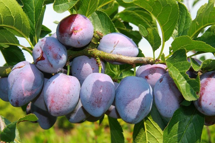 pol pl Sliwa Herman Prunus domestica 7450 1 pol pl Sliwa Herman Prunus domestica 7450 1