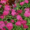 pol pl Tawula japonska Darts Red Spiraea japonica 8481 3