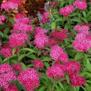 pol pl Tawula japonska Darts Red Spiraea japonica 8481 3