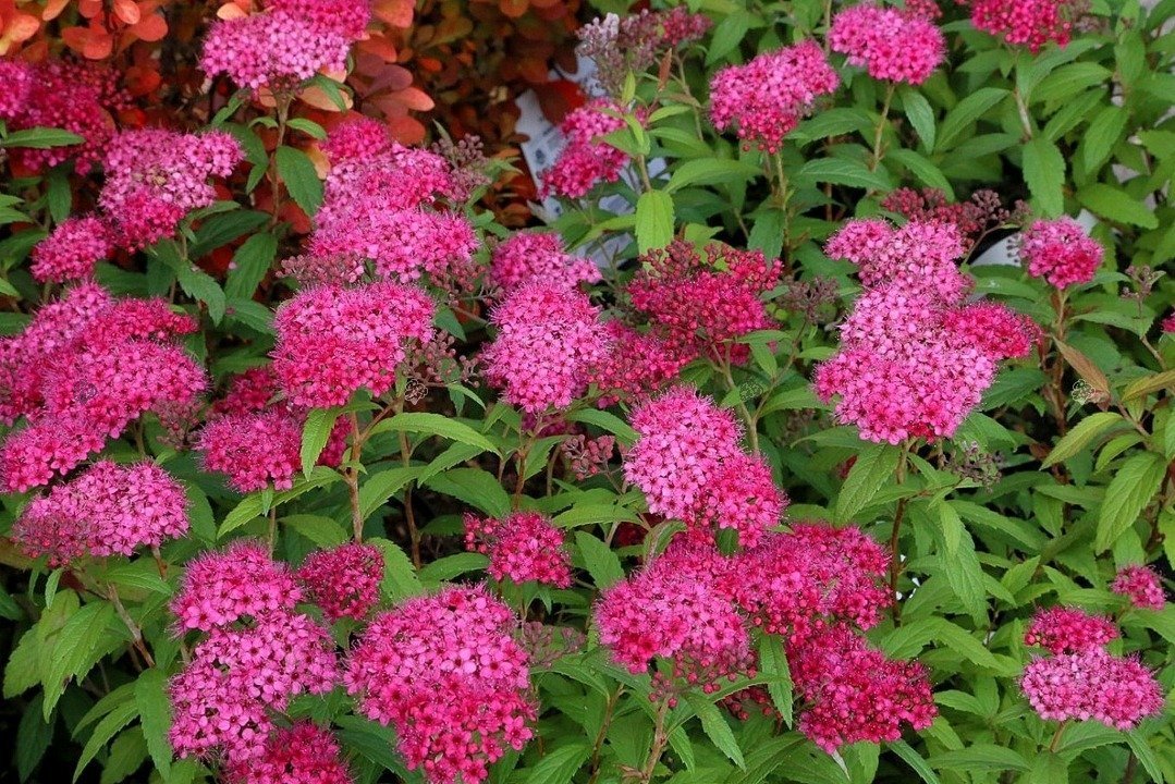 pol pl Tawula japonska Darts Red Spiraea japonica 8481 3 pol pl Tawula japonska Darts Red Spiraea japonica 8481 3