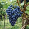 pol pl Winorosl winogrona Kodrianka C2 134306 3