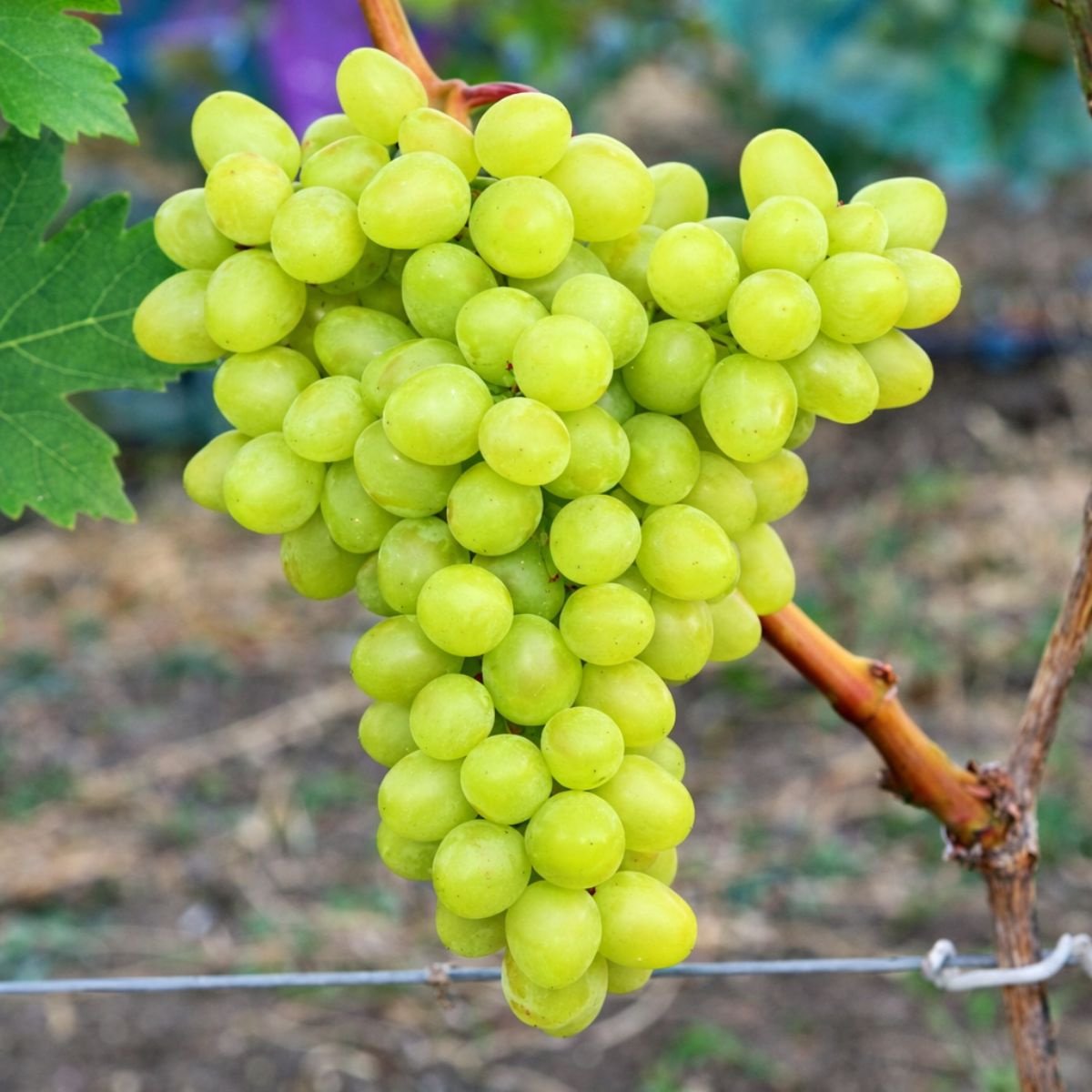 pol pl Winorosl winogrona Prim C2 144151 5 pol pl Winorosl winogrona Prim C2 144151 5