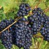 pol pl Winorosl winogrona Rondo C2 139696 6