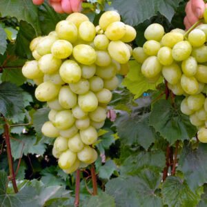 pol pl Winorosl winogrono Lora 176343 6