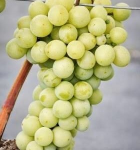 pol pl Winorosl winogrono Ruswen 162357 2