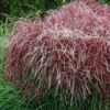 polonus zoom e1661943820392