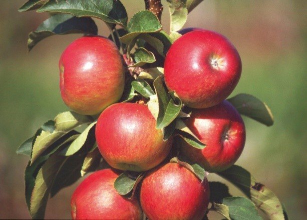pomredrobust pomredrobust