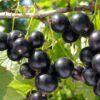 porzeczka czarna czerwona sadzonki 3 letnie warka 538329091