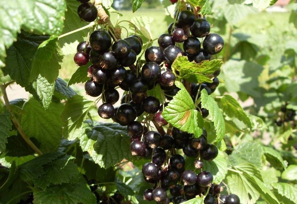 porzeczka czarnaczerwona 3letnie sadzonki rosliny opolskie opole sprzedam 538329060 porzeczka czarnaczerwona 3letnie sadzonki rosliny opolskie opole sprzedam 538329060