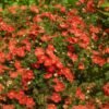 potentilla fruticosa red ace 01