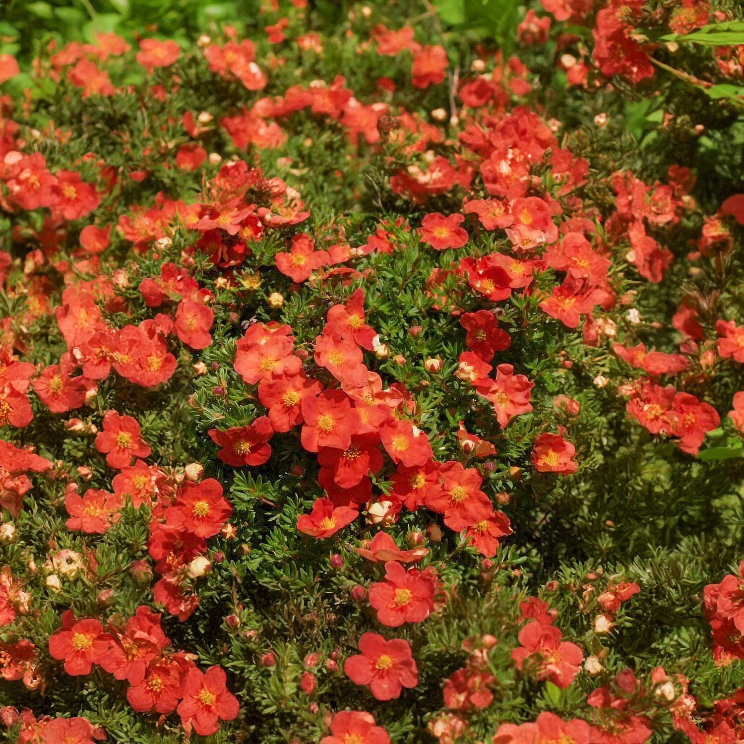 potentilla fruticosa red ace 01 potentilla fruticosa red ace 01
