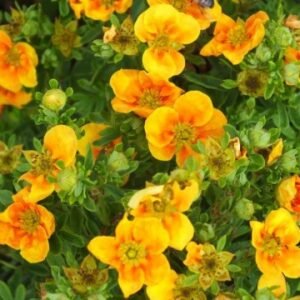 potentilla mango tango 600x360 1