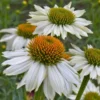 powwow white coneflower perennial nature hills nursery 45 inch container 3890868