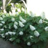 proven winners hydrangea gatsby gal