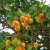 prunus armeniaca bergero 160801