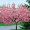 prunus triloba cac8