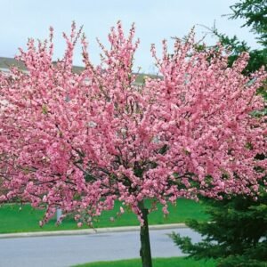 prunus triloba cac8