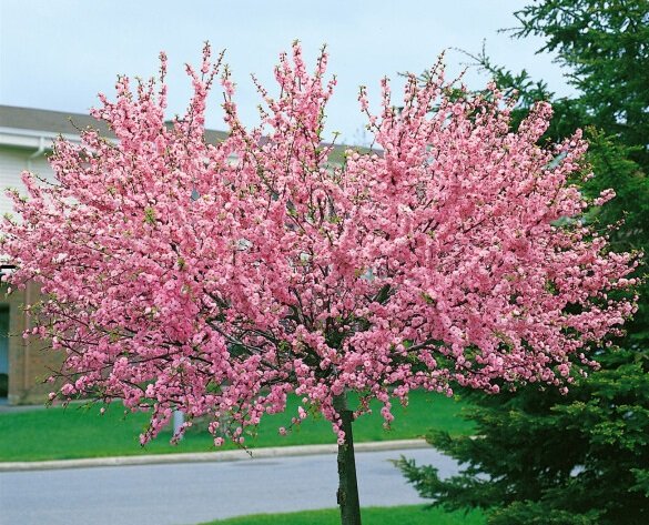 prunus triloba cac8 prunus triloba cac8