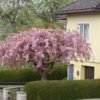 prunus kiku shidare sakura