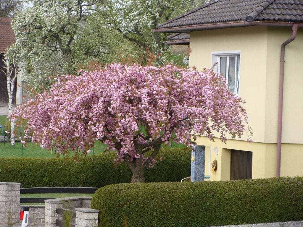 prunus kiku shidare sakura prunus kiku shidare sakura