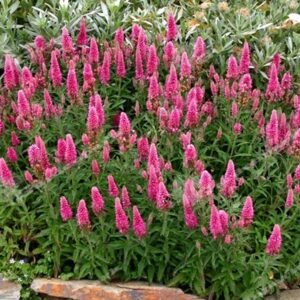 przetacznik klosowy veronica spicata rosa zwerg logo