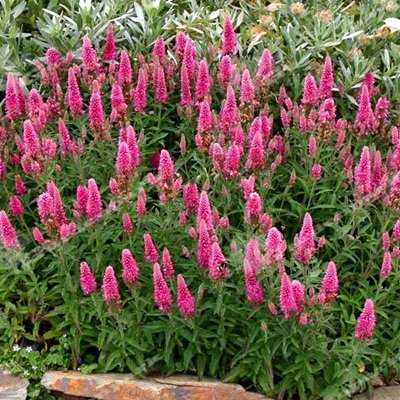 przetacznik klosowy veronica spicata rosa zwerg logo przetacznik klosowy veronica spicata rosa zwerg logo