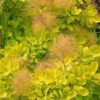 pukenis europinis cotinus coggygria golden spirit