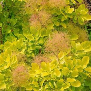 pukenis europinis cotinus coggygria golden spirit