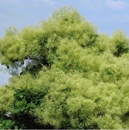 pukenis europinis kanari pukenis europinis kanari
