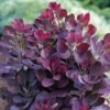 pukenis royal purple 4 1