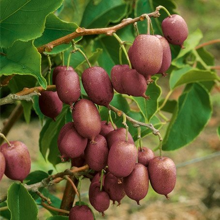 purpurna sadowa0 purpurna sadowa0