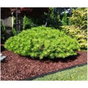 pusis gausiaziede low glow