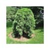 pusis gausiaziede pendula pa 100 120 cm