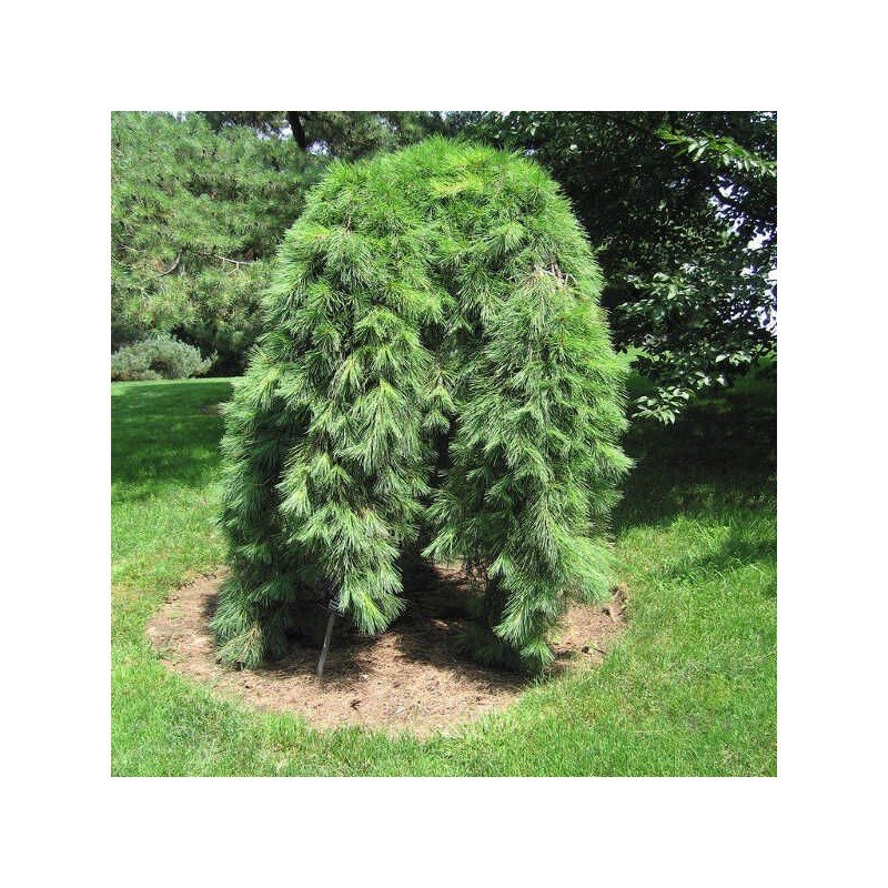 pusis gausiaziede pendula pa 100 120 cm pusis gausiaziede pendula pa 100 120 cm
