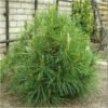 pusis juodoji globosa c10 1